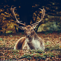 Buy canvas prints of Majestic Stag Amidst Autumnal Leaves by Ben Delves