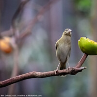 Buy canvas prints of Tropical bird facing forwards perched on a branch  by Ben Delves