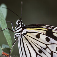 Buy canvas prints of Paperwhite butterfly macro by Ben Delves
