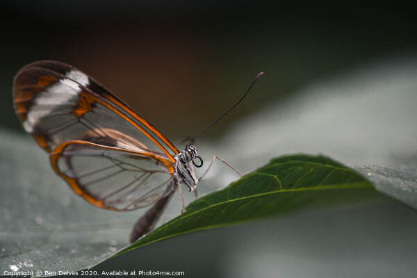 Delicate Glasswing Butterfly Perched on Leaf Picture Board by Ben Delves