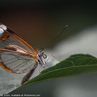 Buy canvas prints of Delicate Glasswing Butterfly Perched on Leaf by Ben Delves