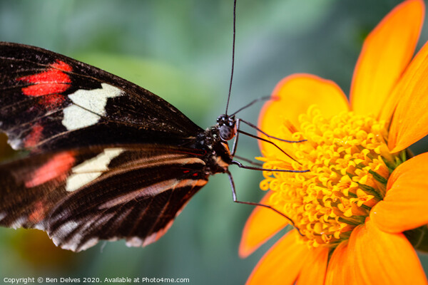Elegant Postman Butterfly on Orange Blossom Picture Board by Ben Delves