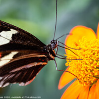 Buy canvas prints of Elegant Postman Butterfly on Orange Blossom by Ben Delves