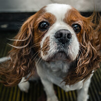 Buy canvas prints of Graceful Cavalier Spaniel in the Wind by Ben Delves