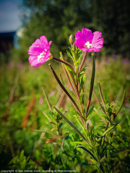 A pair of pink flowers in a wildflower meadow in O Picture Board by Ben Delves