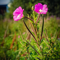 Buy canvas prints of A pair of pink flowers in a wildflower meadow in O by Ben Delves
