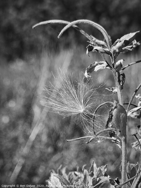 A dandelion seed clock caught on a plant in black  Picture Board by Ben Delves