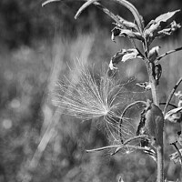 Buy canvas prints of A dandelion seed clock caught on a plant in black  by Ben Delves