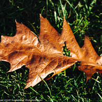 Buy canvas prints of leaf on the ground by Ben Delves