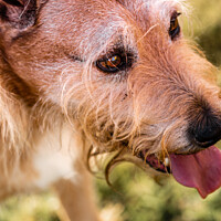Buy canvas prints of Mixed breed dog portrait in the park by Ben Delves