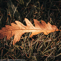 Buy canvas prints of Leaf on the grass by Ben Delves