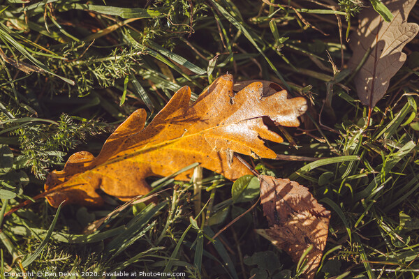 fallen leaves Picture Board by Ben Delves