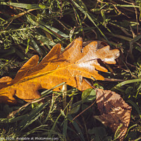 Buy canvas prints of fallen leaves by Ben Delves