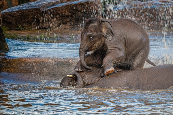 Elephant playing in the water Picture Board by Ben Delves