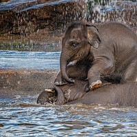 Buy canvas prints of Elephant playing in the water by Ben Delves