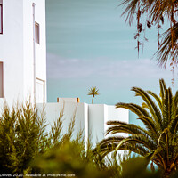 Buy canvas prints of Palm on a terrace by Ben Delves