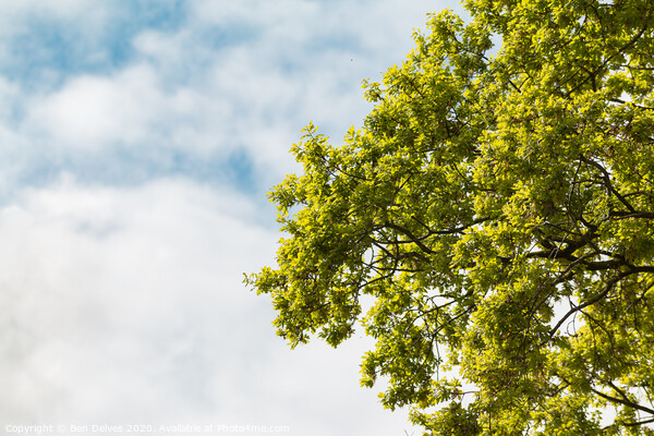 Green tree branches against a blue cloudy sky Picture Board by Ben Delves