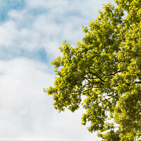 Buy canvas prints of Green tree branches against a blue cloudy sky by Ben Delves