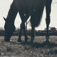 Buy canvas prints of Majestic Equine in the Springtime by Ben Delves