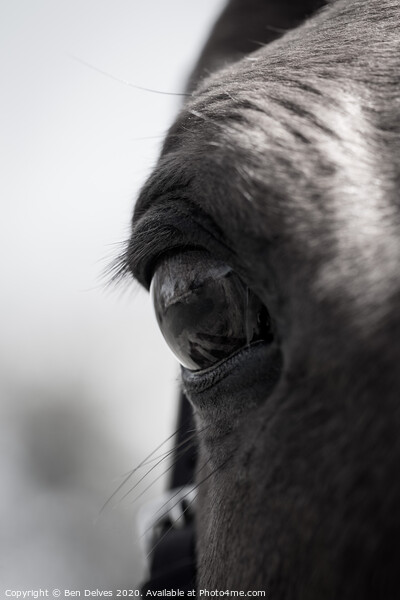Mesmerizing Equine Gaze Picture Board by Ben Delves
