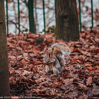 Buy canvas prints of A squirrel standing amongst the leaves by Ben Delves