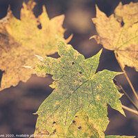Buy canvas prints of Leaves in the wood by Ben Delves