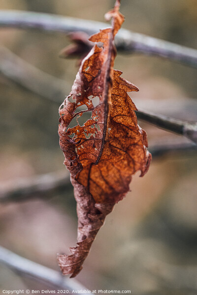 A Dying Leaf's Final Glimpse Picture Board by Ben Delves
