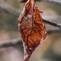 Buy canvas prints of A Dying Leaf's Final Glimpse by Ben Delves