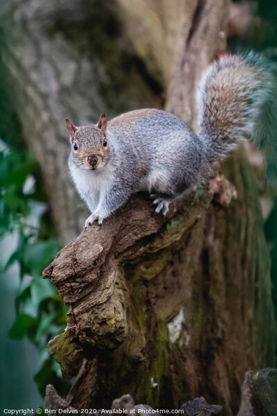 A squirrel standing on a branch Picture Board by Ben Delves