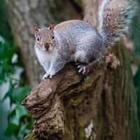 Buy canvas prints of A squirrel standing on a branch by Ben Delves
