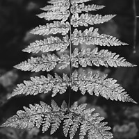 Buy canvas prints of Fern leaf in monotone by Ben Delves