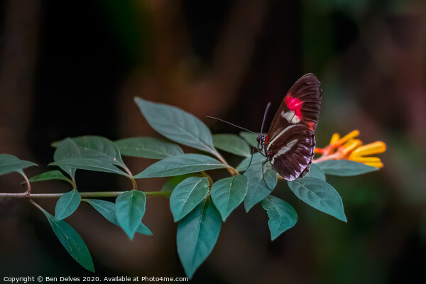 Postman butterfly resting Picture Board by Ben Delves