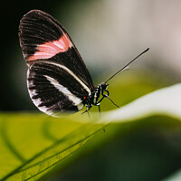 Buy canvas prints of Postman butterfly resting by Ben Delves