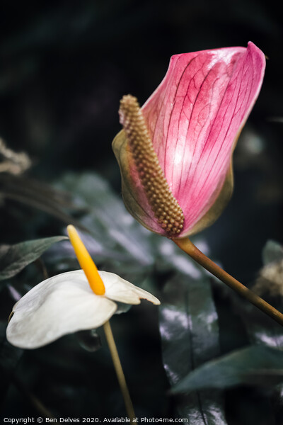Vibrant Tropical Flower Macro Picture Board by Ben Delves