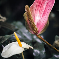 Buy canvas prints of Vibrant Tropical Flower Macro by Ben Delves