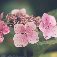 Buy canvas prints of Small pink petals by Ben Delves