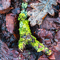 Buy canvas prints of Mossy twig by Ben Delves