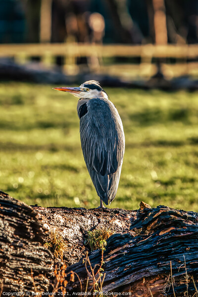 Heron watching Picture Board by Ben Delves
