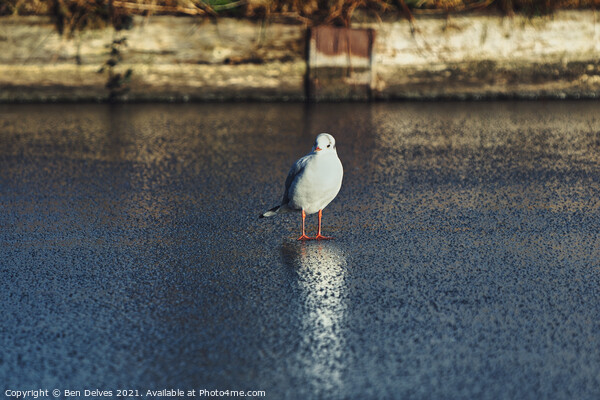 Seagull on the ice Picture Board by Ben Delves