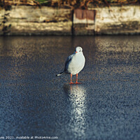 Buy canvas prints of Seagull on the ice by Ben Delves