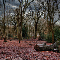 Buy canvas prints of Serene Winter Woodland by Ben Delves