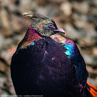 Buy canvas prints of Vibrant Himalayan Monal by Ben Delves
