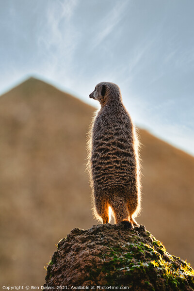 Meerkat on the rock Picture Board by Ben Delves