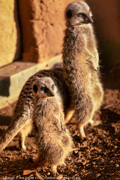 A meerkat standing in front of a brick wall Picture Board by Ben Delves