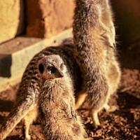 Buy canvas prints of A meerkat standing in front of a brick wall by Ben Delves