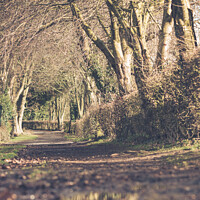 Buy canvas prints of A Serene Winter's Walk by Ben Delves