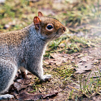Buy canvas prints of Bold and Curious Squirrel by Ben Delves