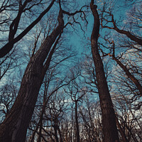 Buy canvas prints of Outstretched trees by Ben Delves