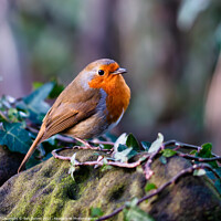 Buy canvas prints of Proud Robin displays his redbreast by Ben Delves