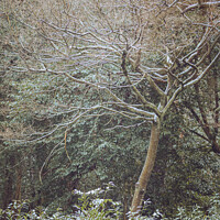 Buy canvas prints of Enchanted Winter Forest by Ben Delves